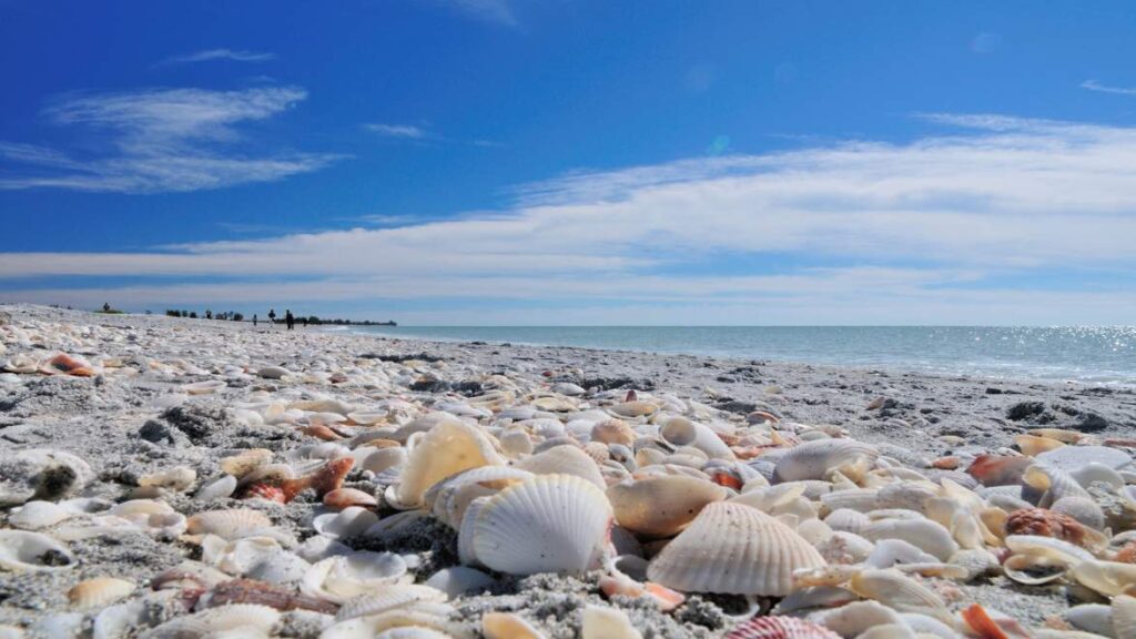 Sea shells on Bowman beach